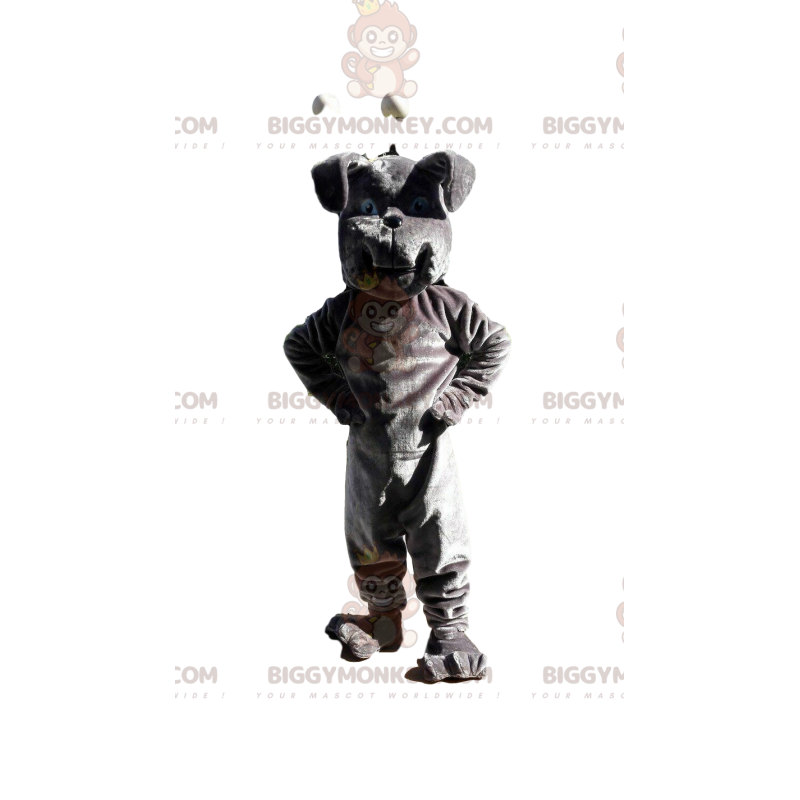 Costume da mascotte bulldog grigio BIGGYMONKEY™, costume da