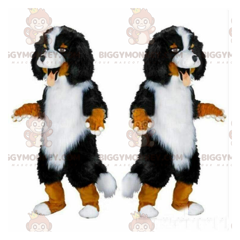 Berner Sennenhond BIGGYMONKEY™ mascottekostuum, raszuivere