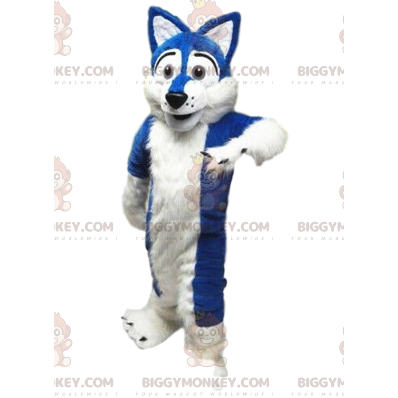 White and blue dog costume, soft and captivating –