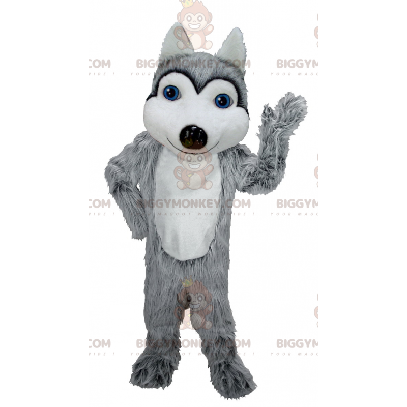 Traje de mascote de lobo branco e cinza de olhos azuis