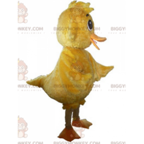 Měkký a roztomilý kostým maskota obřího žlutého kuřátka