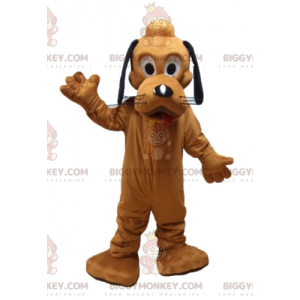 Costume della mascotte del famoso cane arancione Pluto