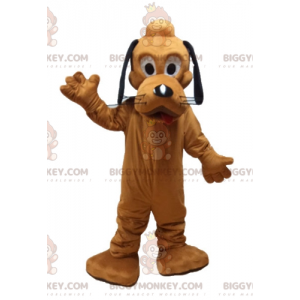 Disfraz de mascota BIGGYMONKEY™ del famoso perro naranja Plutón
